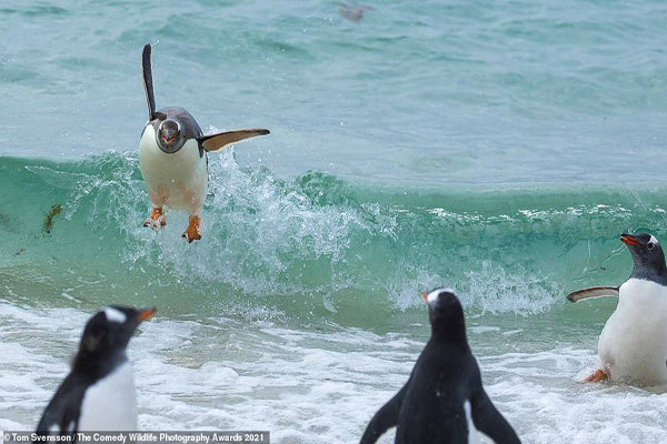 عکس های کُمِدی و خنده دار از حیات وحش (تصاویر)