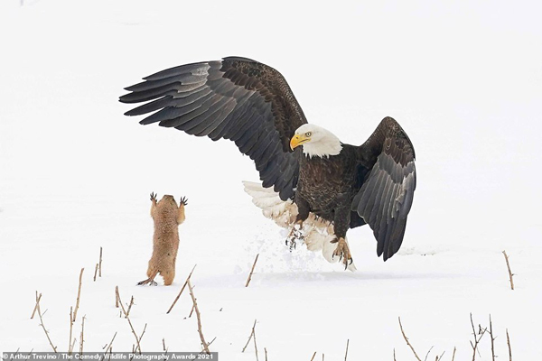 عکس های کُمِدی و خنده دار از حیات وحش (تصاویر)