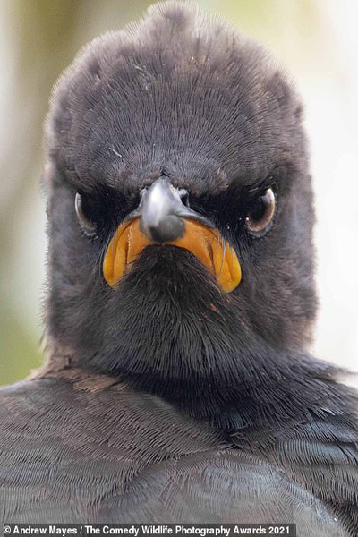 عکس های کُمِدی و خنده دار از حیات وحش (تصاویر)