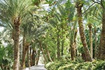 نخلستان‌ هایی كه بافق را نامدار كرده است