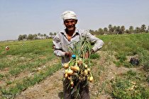 اعزام هیات وزارت اقتصاد جهت بررسی مشکلات و خسارات وارده به کشاورزان کرمانی