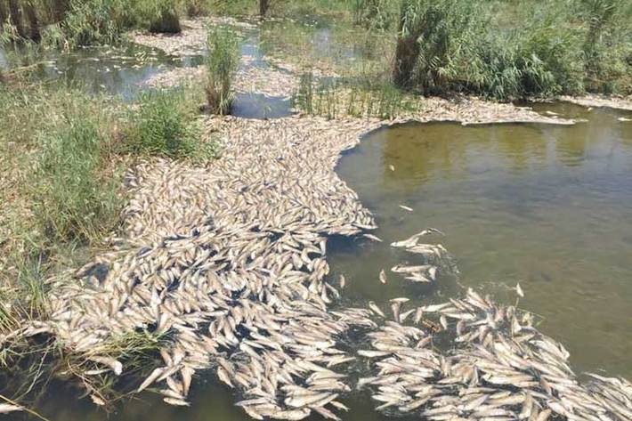 ماهیان مرده روی آب، گاومیش‌های آفتاب سوخته کلافه در گل و لای و پرندگانی که از تشنگی به باقی‌مانده آب تانکرهای منطقه هجوم آورده‌اند.