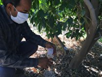 مبارزه بیولوژیک علیه آفت شپشک آرد آلو در باغات مرکبات جنوب کرمان