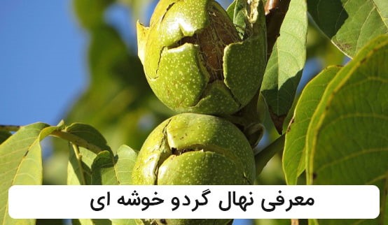 معرفی 3 رقم از نهال های گردو پر بار ایران: