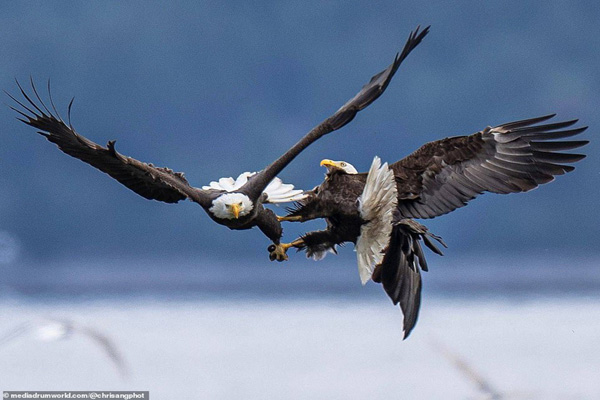 تصاویر استثنایی از جنگ عقاب های نر در اوج آسمان (گزارش تصویری) تصاویر استثنایی از جنگ عقاب های نر در اوج آسمان (گزارش تصویری)