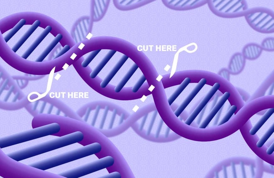موفقیت در غیرفعالسازی تکثیر ویروس سارس-کوو ۲ با کمک مولکول زیستی کریسپر