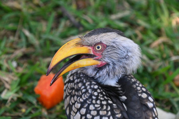 تصاویر برگزیده طبیعت و حیات وحش در هفته اخیر (گزارش تصویری)