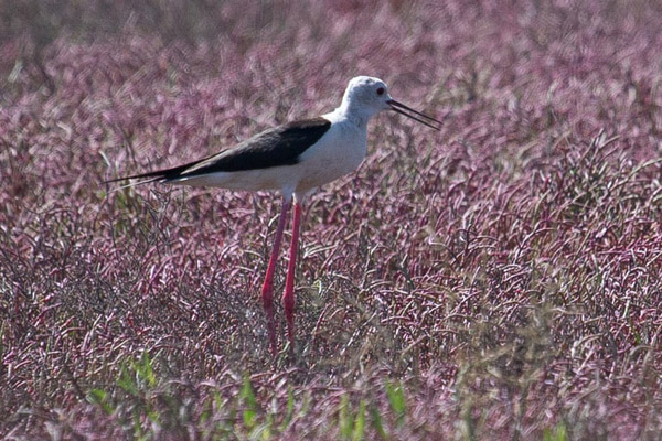 تصاویر برگزیده طبیعت و حیات وحش در هفته اخیر (گزارش تصویری)