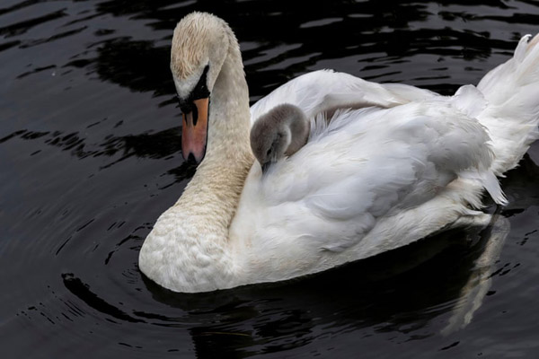 تصاویر برگزیده طبیعت و حیات وحش در هفته اخیر (گزارش تصویری)