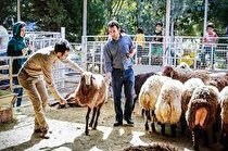 آمادگی دامپزشکی کرمانشاه برای نظارت بهداشتی و شرعی بر دام‌های قربانی