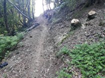 برخورد قاطع دستگاه قضایی با عاملان قطع درختان جنگلی در لنگرود