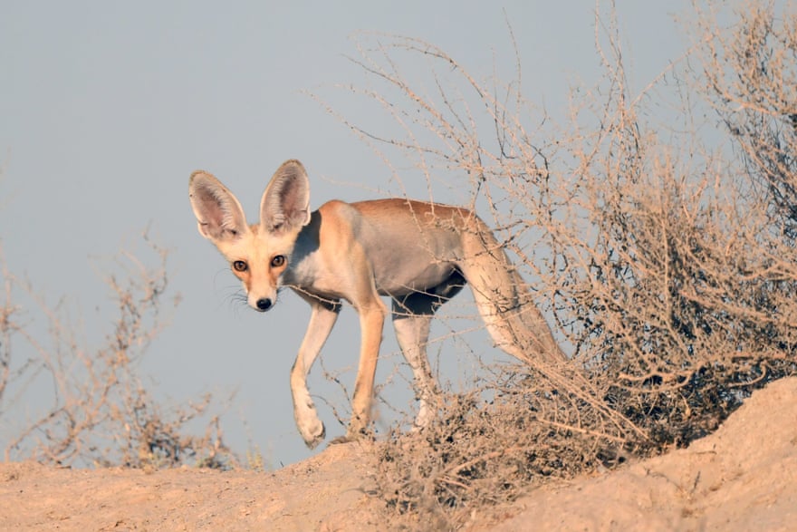 دادگاه جنجالی یک زن / درگیری طرفداران نامزدهای ریاست جمهوری  (گزارش تصویری)
