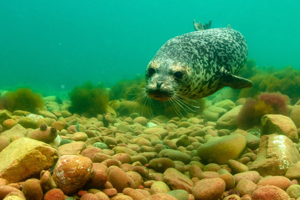 لحظات برگزیده حیات وحش (گزارش تصویری)