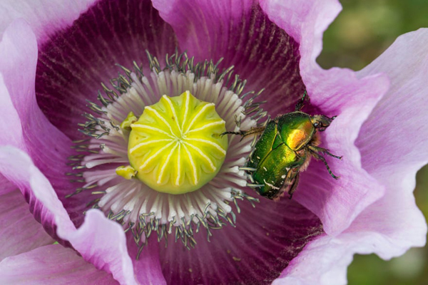 لحظات برگزیده حیات وحش (گزارش تصویری)