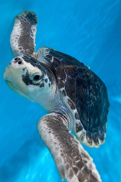 لحظات برگزیده حیات وحش (گزارش تصویری)