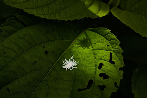 لحظات برگزیده حیات وحش (گزارش تصویری)