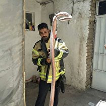 مارها در زنجان جولان می دهند
