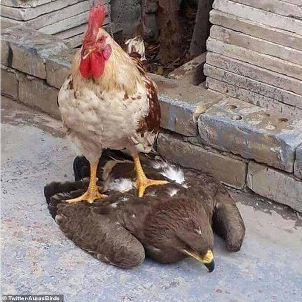 تصاویر جالب از پرندگان (گزارش تصویری)