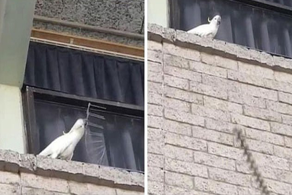 تصاویر جالب از پرندگان (گزارش تصویری)