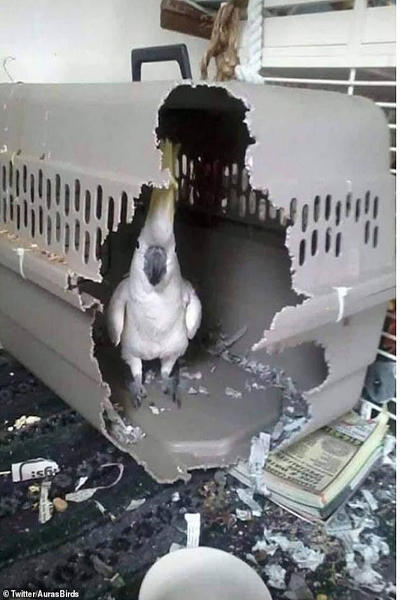 تصاویر جالب از پرندگان (گزارش تصویری)