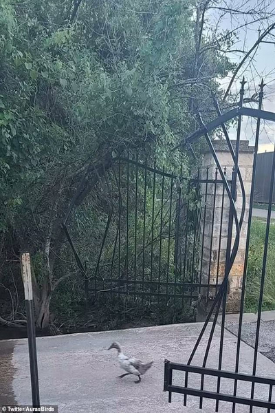 تصاویر جالب از پرندگان (گزارش تصویری)