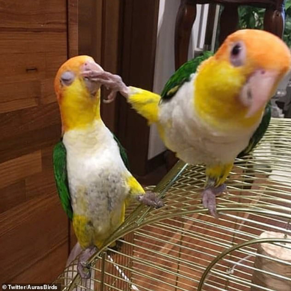 تصاویر جالب از پرندگان (گزارش تصویری)