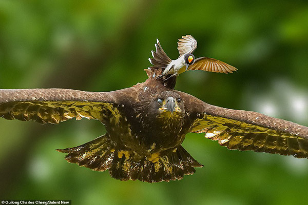 پرنده کوچک، به دنبال شکار عقاب / پلنگی که کرونا گرفت (تصاویر)