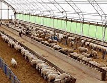 انجام پرواربندی ۱۰۰ هزار راس بره در لرستان