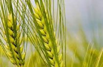 خسارت 50 درصدی خشکسالی به مزارع سنقروکلیایی