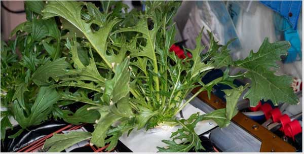 عکس روز ناسا از تغذیه فضانوردان (+عکس)