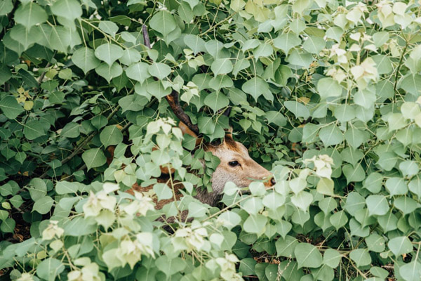 عکس های برگزیده حیات وحش (گزارش تصویری)