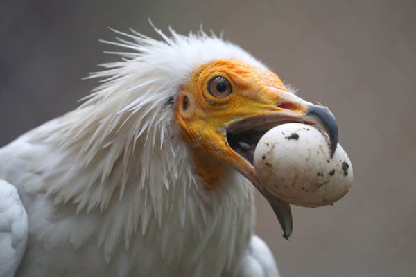 عمو سام هم ضدواکسن شد / کار بسیار خطرناک دو عکاس (تصاویر)