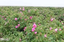 اختصاص پنج میلیارد و ۸۰۰ میلیون تومان به مزرعه گل‌محمدی الیگودرز