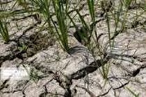 پرداخت غرامت ۷۰ میلیارد تومانی به کشاورزان لرستانی