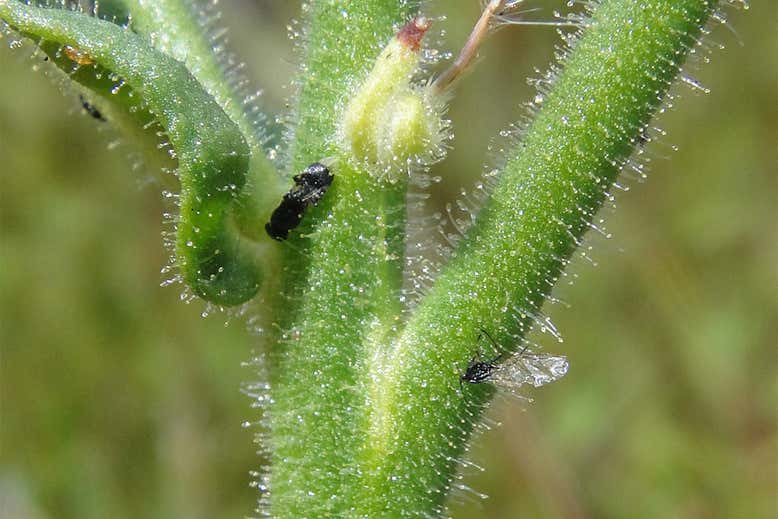 کشف گیاهی گوشتخوار جدید در کنار یکی از بزرگراه‌های استرالیا