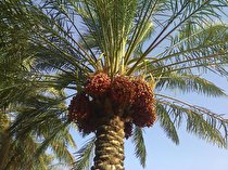 پیش بینی تولید 150هزار تن خرما در جنوب کرمان