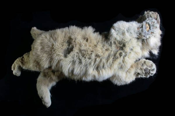 سیلی که 38 نفر را کشت / توله شیری که مشهور شد (گزارش تصویری) سیلی که 38 نفر را کشت / توله شیری که مشهور شد (گزارش تصویری)