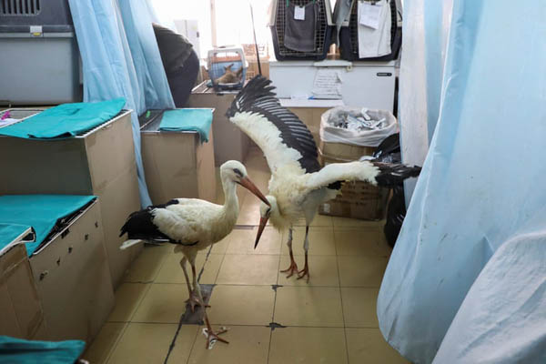 عکس های برگزیده حیات وحش در هفته اخیر (گزارش تصویری)