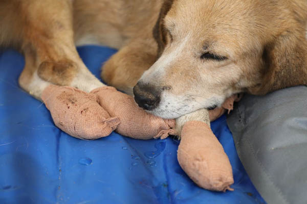 عکس های برگزیده حیات وحش در هفته اخیر (گزارش تصویری)