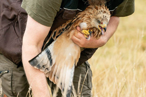 عکس های برگزیده حیات وحش در هفته اخیر (گزارش تصویری)