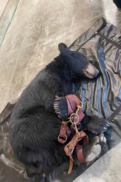 عکس های برگزیده حیات وحش در هفته اخیر (گزارش تصویری)