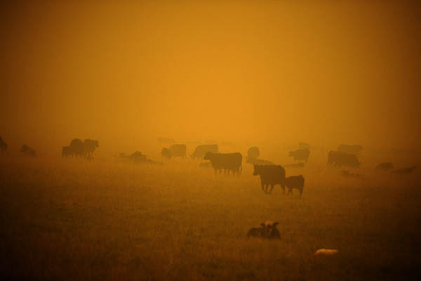 عکس های برگزیده حیات وحش در هفته اخیر (گزارش تصویری)