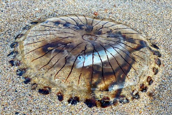 عکس های برگزیده حیات وحش در هفته اخیر (گزارش تصویری)