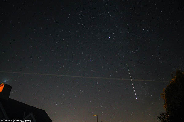 ماجرای دسته گل باستانی / بازگشت زنبور قاتل ماجرای دسته گل باستانی / بازگشت زنبور قاتل