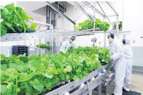 ماجرای دسته گل باستانی / بازگشت زنبور قاتل ماجرای دسته گل باستانی / بازگشت زنبور قاتل