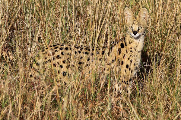 عکس های برگزیده حیات وحش در هفته اخیر (گزارش تصویری) عکس های برگزیده حیات وحش در هفته اخیر (گزارش تصویری)