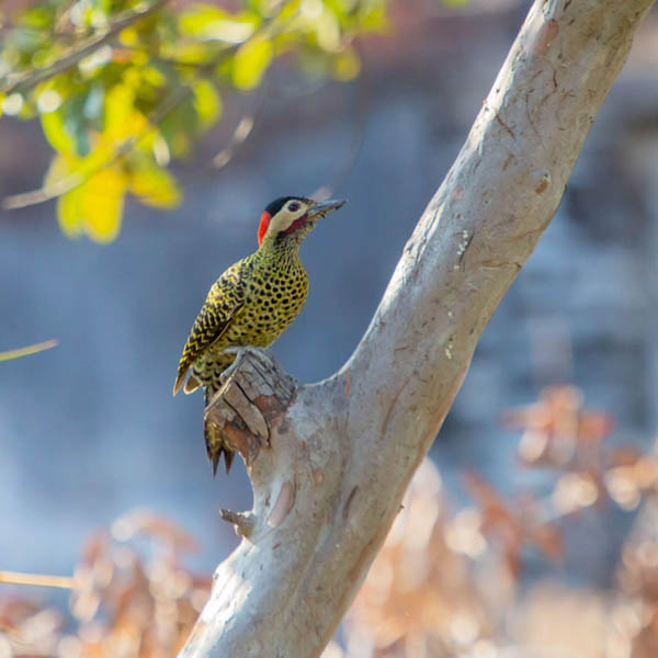 عکس های برگزیده حیات وحش در هفته اخیر (گزارش تصویری) عکس های برگزیده حیات وحش در هفته اخیر (گزارش تصویری)