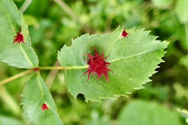 عکس های برگزیده حیات وحش در هفته اخیر (گزارش تصویری) عکس های برگزیده حیات وحش در هفته اخیر (گزارش تصویری)