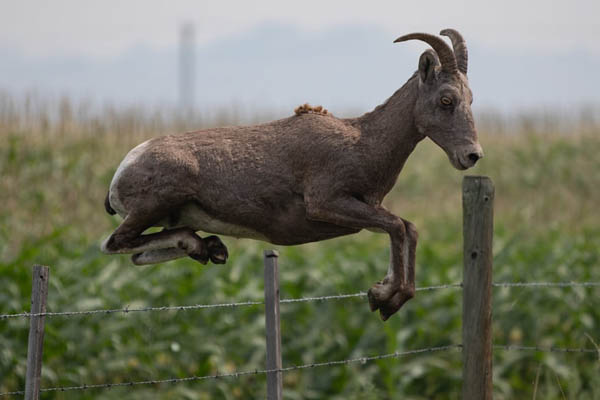 عکس های برگزیده حیات وحش در هفته اخیر (گزارش تصویری) عکس های برگزیده حیات وحش در هفته اخیر (گزارش تصویری)