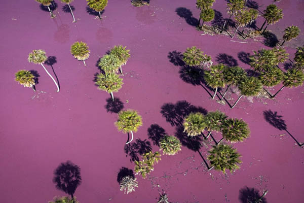 عکس های برگزیده حیات وحش در هفته اخیر (گزارش تصویری) عکس های برگزیده حیات وحش در هفته اخیر (گزارش تصویری)